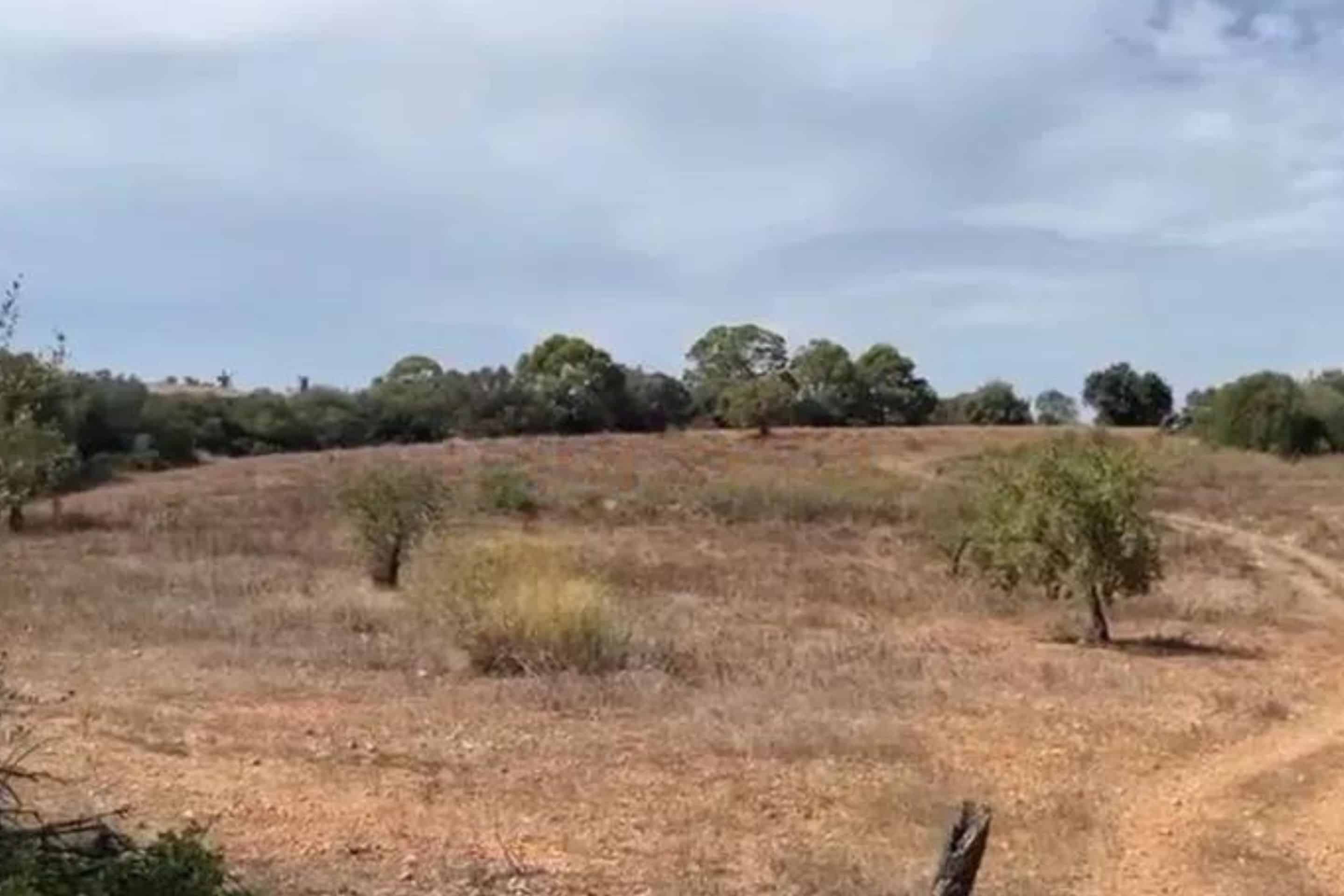 Feriol Finca auf Mallorca kaufen